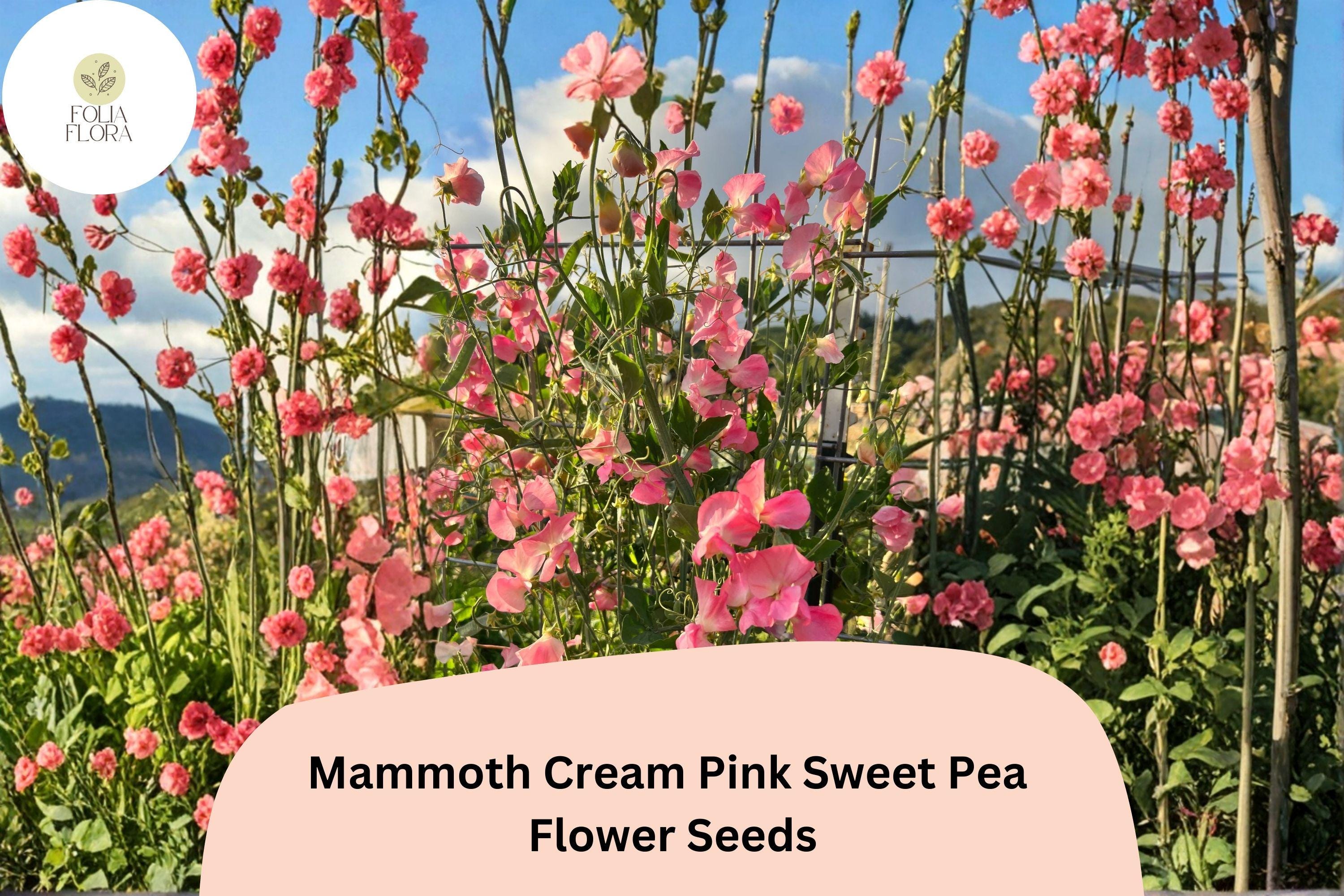Mammoth Cream Pink Sweet Pea Seeds | Lathyrus odoratus Tall Climbing Flower Vine (50+ Seeds)