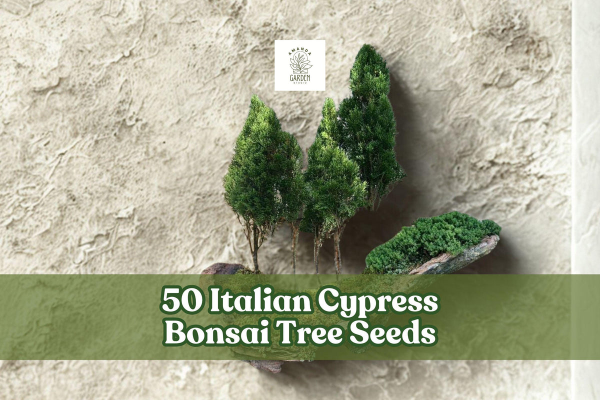 Italian Cypress Bonsai Seeds | 50 Seeds | Cupressus sempervirens | Elegant Evergreen for Bonsai Training & Container Growing