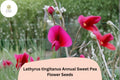 50+ Lathyrus tingitanus Seeds | Tangier Pea | Annual Sweet Pea Flowers for Garden Planting