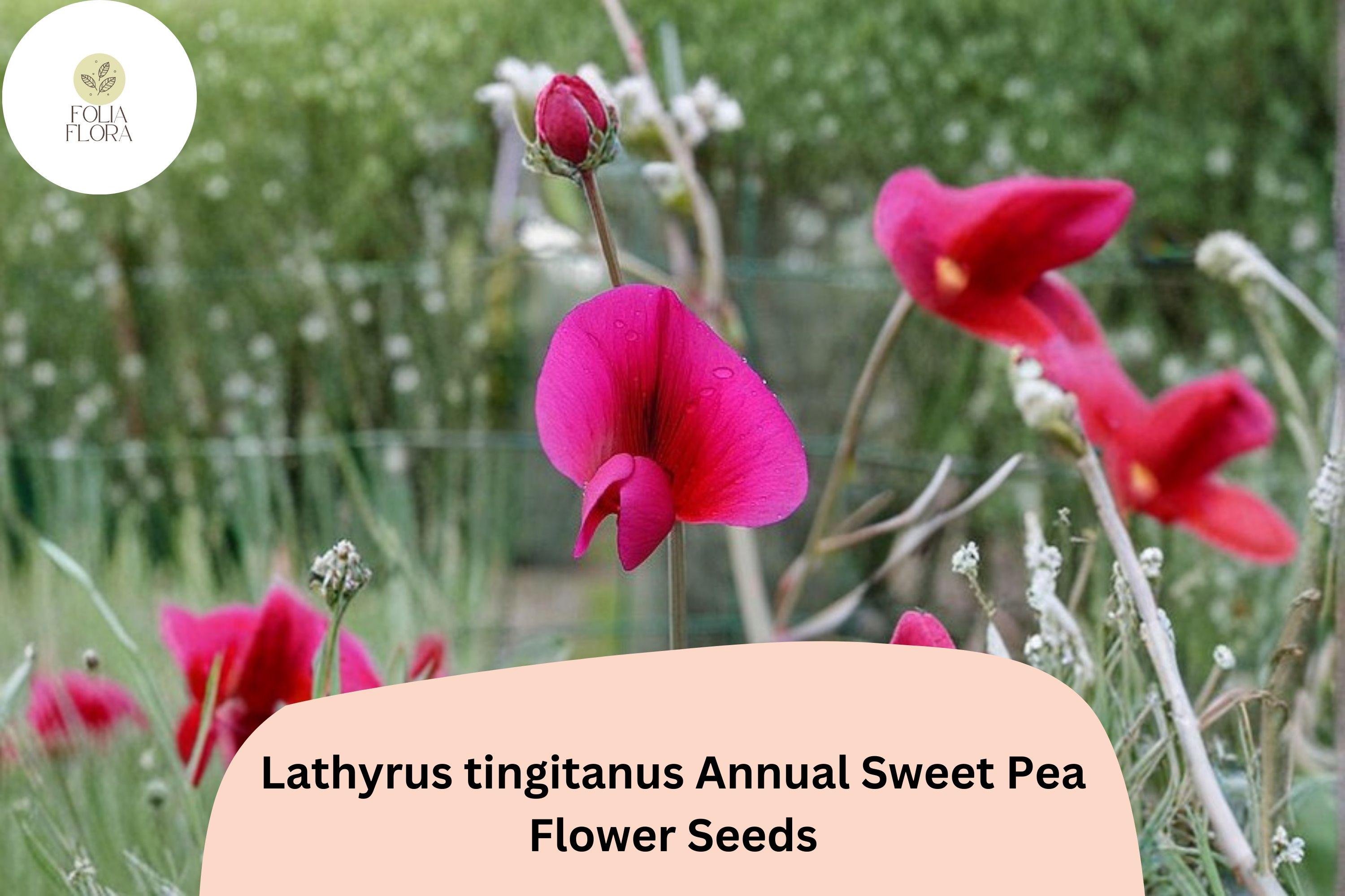 50+ Lathyrus tingitanus Seeds | Tangier Pea | Annual Sweet Pea Flowers for Garden Planting