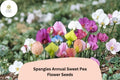 50+ Spangles Annual Sweet Pea Seeds | Lathyrus odoratus | Colorful Heirloom Flower Seeds