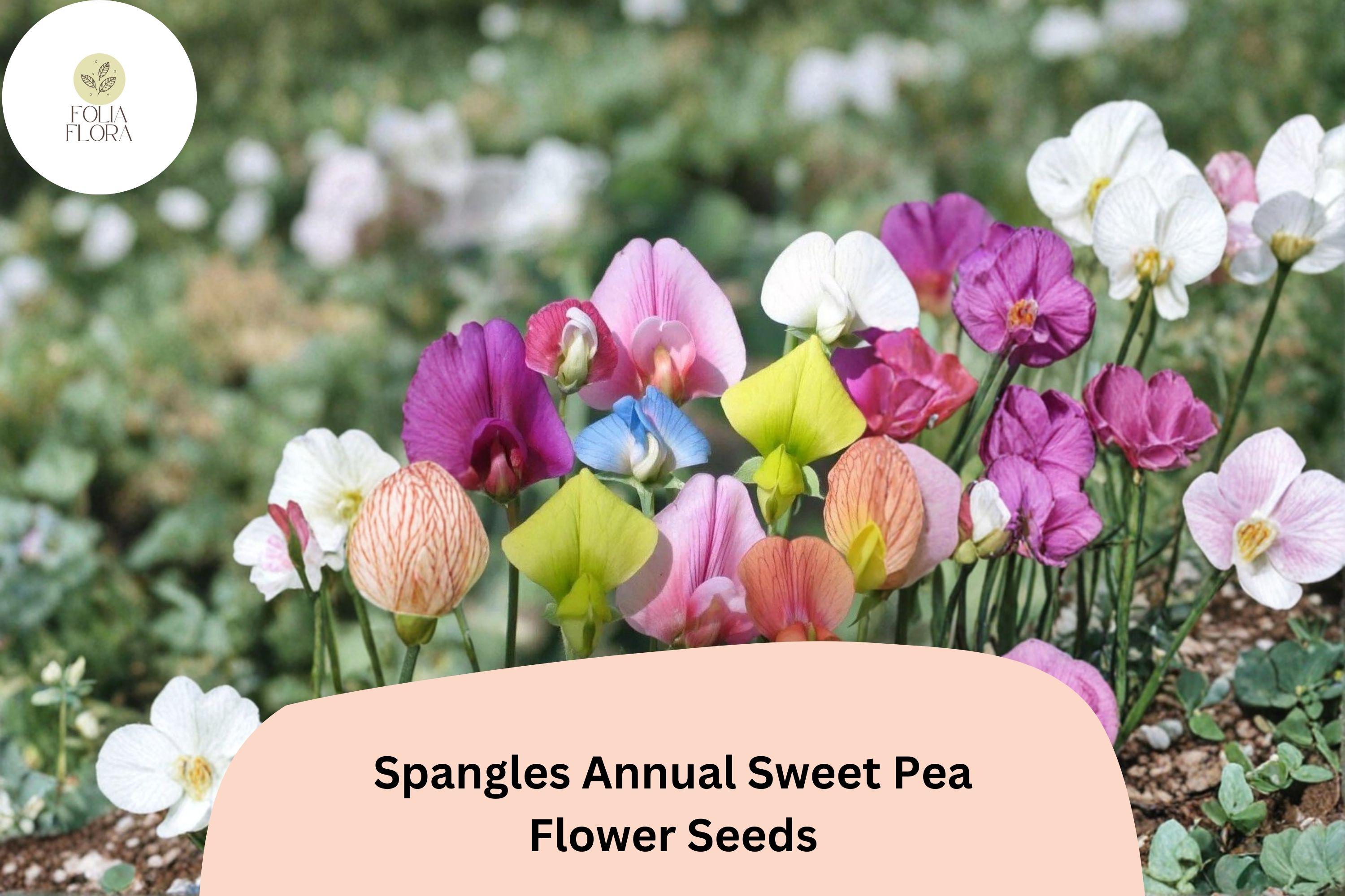50+ Spangles Annual Sweet Pea Seeds | Lathyrus odoratus | Colorful Heirloom Flower Seeds