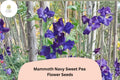 Mammoth Navy Sweet Pea Seeds | Lathyrus odoratus Tall Climbing Flower Vine (50+ Seeds)