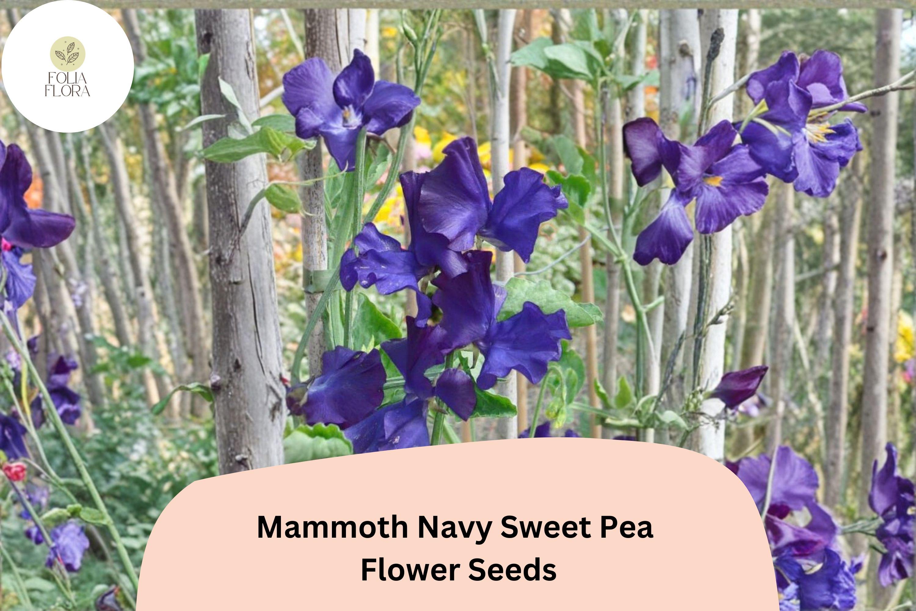 Mammoth Navy Sweet Pea Seeds | Lathyrus odoratus Tall Climbing Flower Vine (50+ Seeds)