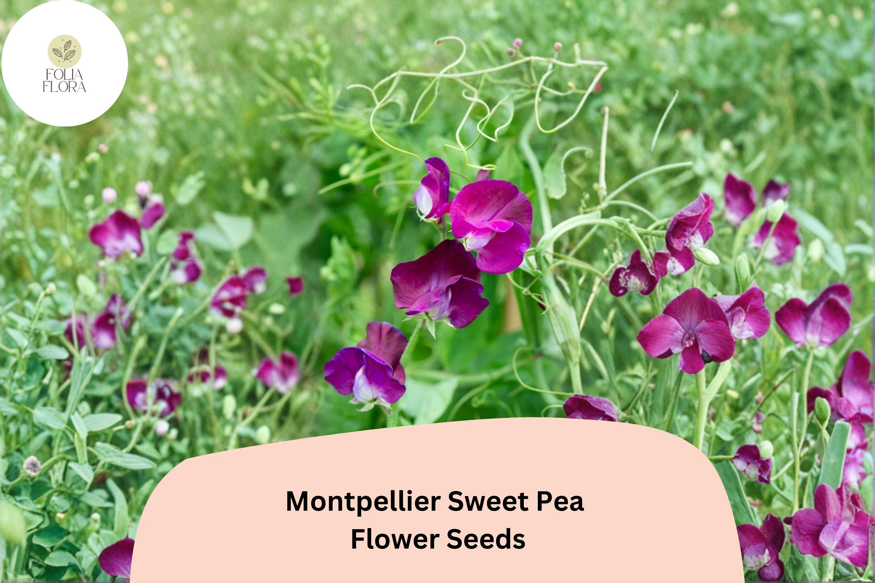 Montpellier Sweet Pea Seeds | Lathyrus odoratus Tall Climbing Flower Vine (50+ Seeds)