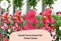 Cerise Pink Sweet Pea Seeds | Nozaki Lathyrus Odoratus Vine (50+ Seeds)