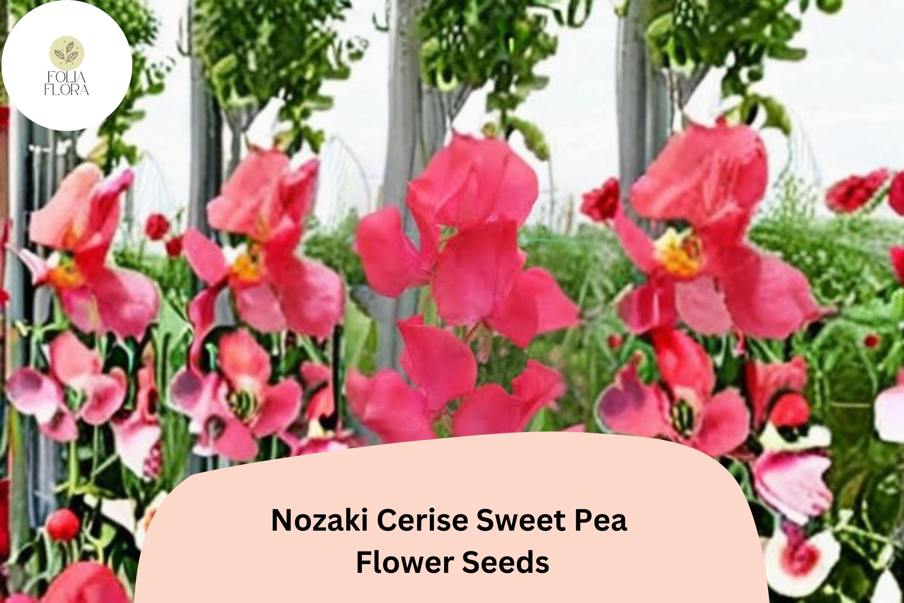 Cerise Pink Sweet Pea Seeds | Nozaki Lathyrus Odoratus Vine (50+ Seeds)