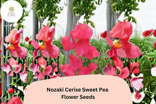 Cerise Pink Sweet Pea Seeds | Nozaki Lathyrus Odoratus Vine (50+ Seeds)