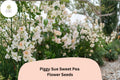 Piggy Sue Sweet Pea Seeds | Lathyrus odoratus Climbing Vine (50+ Seeds) for Garden Planting