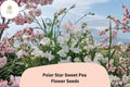 Polar Star Sweet Pea Seeds | Lathyrus odoratus Climbing Vine (50+ Seeds) for Garden Planting