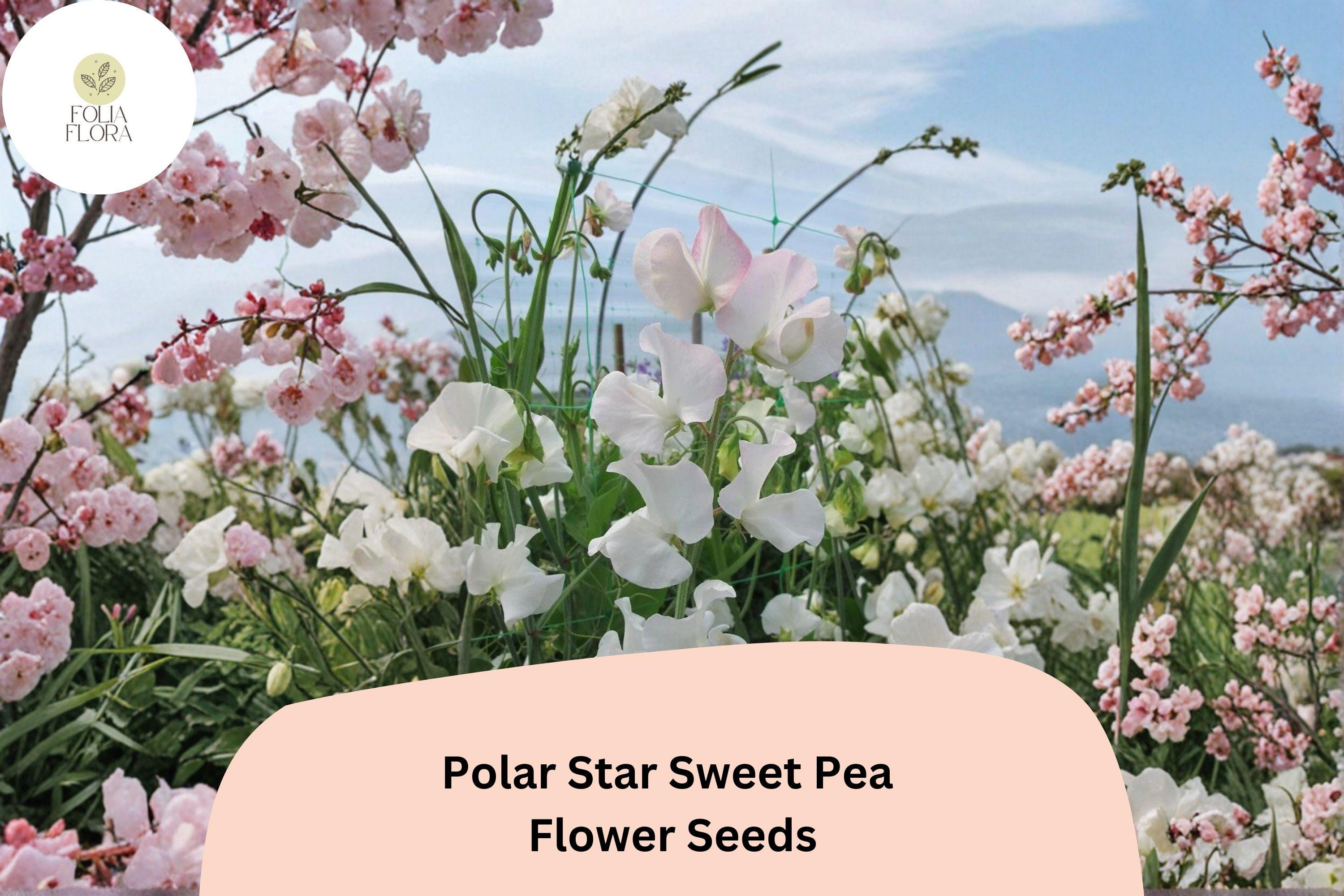 Polar Star Sweet Pea Seeds | Lathyrus odoratus Climbing Vine (50+ Seeds) for Garden Planting