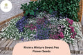 Riviera Mixture Sweet Pea Seeds | Lathyrus odoratus Climbing Vine (50+ Seeds) for Garden Planting