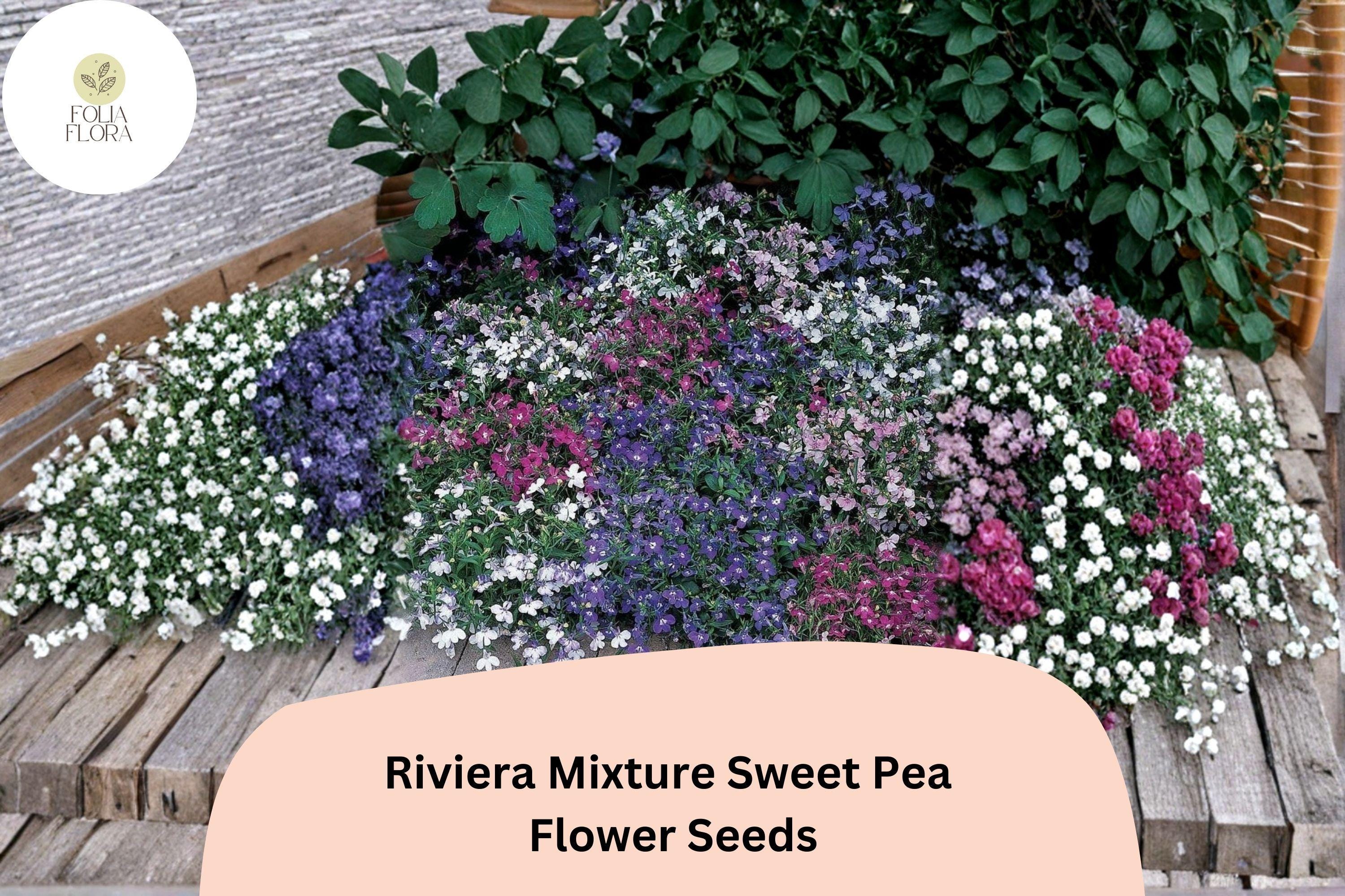 Riviera Mixture Sweet Pea Seeds | Lathyrus odoratus Climbing Vine (50+ Seeds) for Garden Planting