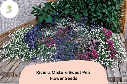 Riviera Mixture Sweet Pea Seeds | Lathyrus odoratus Climbing Vine (50+ Seeds) for Garden Planting