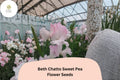 50+ Beth Chatto Sweet Pea Seeds | Lathyrus odoratus | Pastel Pink Annual Flower Seeds