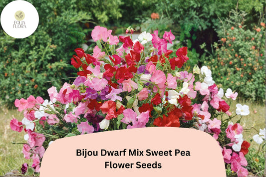 Dwarf Sweet Pea Seeds | Bijou Mix, Pastel Annual Flowers (50+ Seeds)