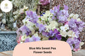 50+ Blue Mix Sweet Pea Seeds | Lathyrus odoratus | Blue & Lavender Annual Flower