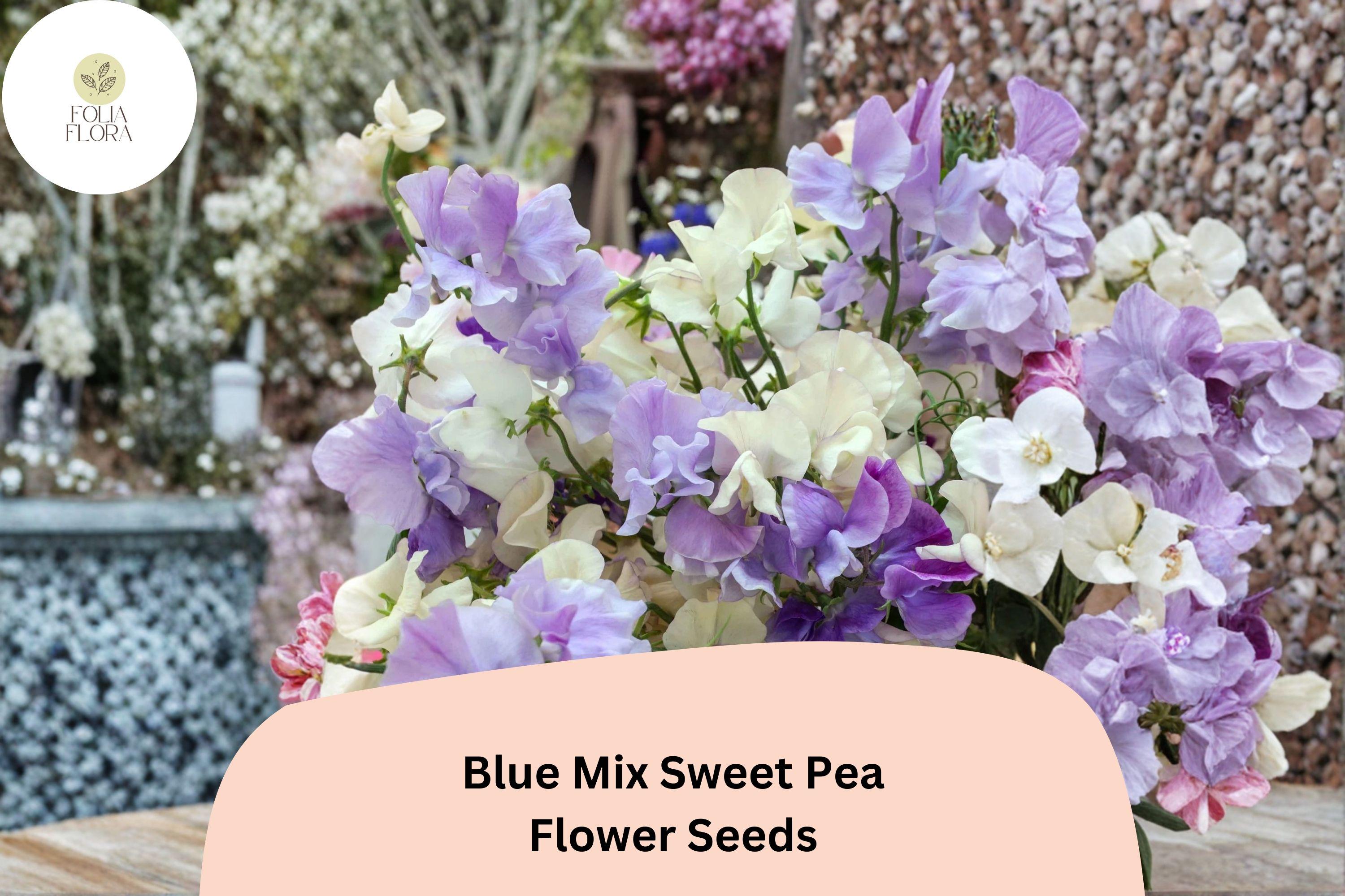 50+ Blue Mix Sweet Pea Seeds | Lathyrus odoratus | Blue & Lavender Annual Flower