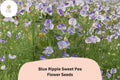 50+ Blue Ripple Sweet Pea Seeds | Lathyrus odoratus | Bi-Color Blue & White Fragrant Flower