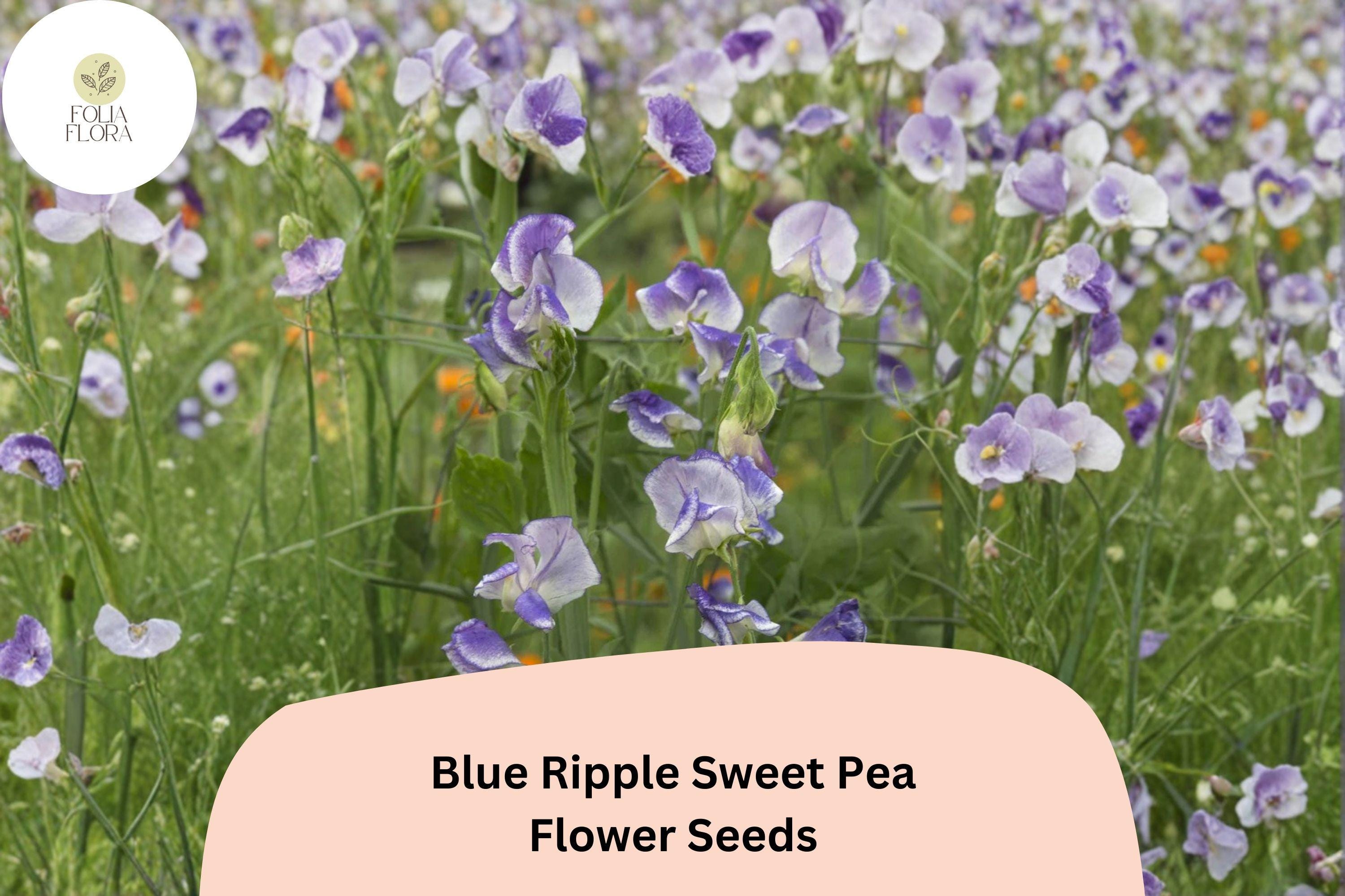50+ Blue Ripple Sweet Pea Seeds | Lathyrus odoratus | Bi-Color Blue & White Fragrant Flower