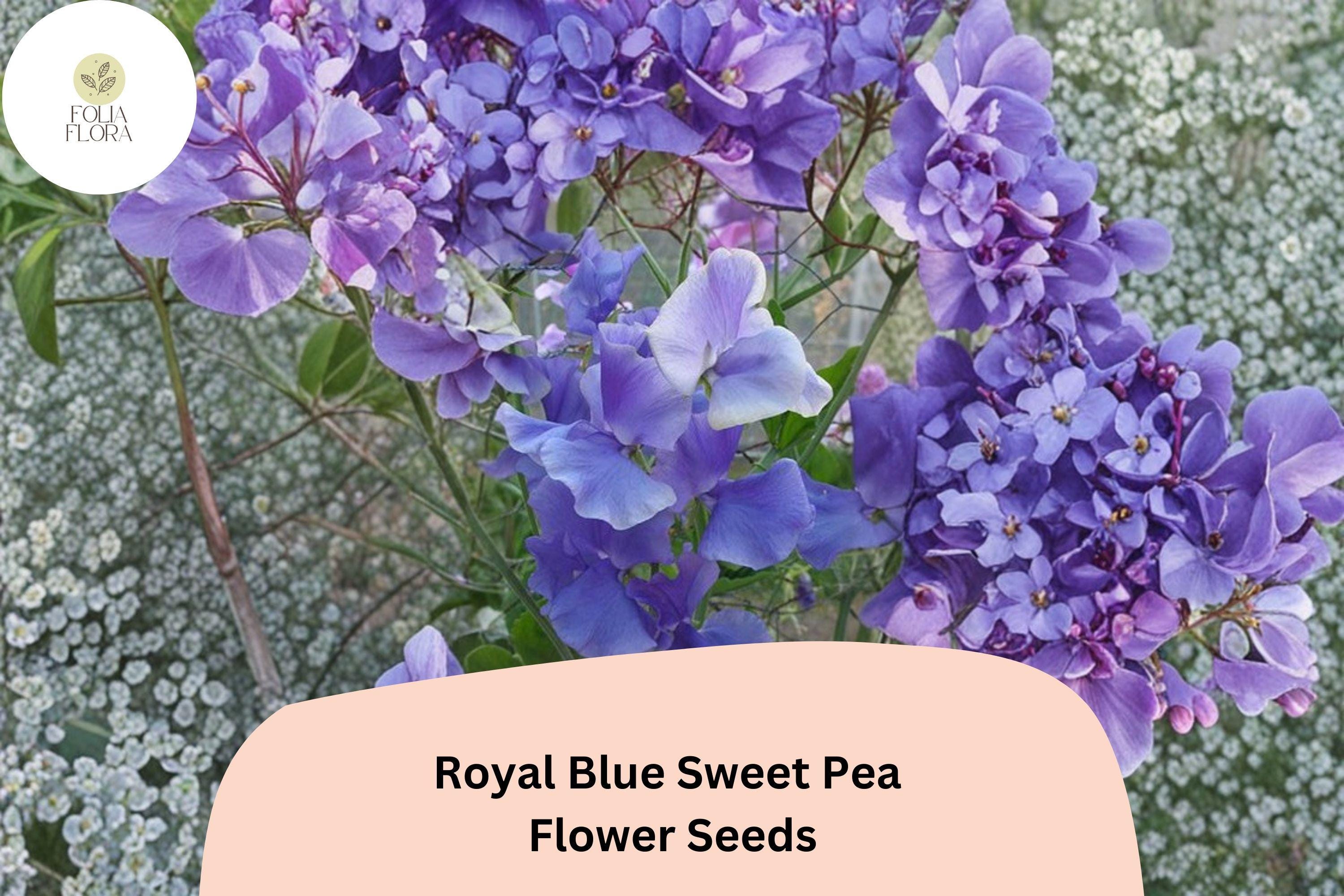 Royal Blue Sweet Pea Seeds | Lathyrus odoratus Climbing Vine (50+ Seeds) for Garden Planting