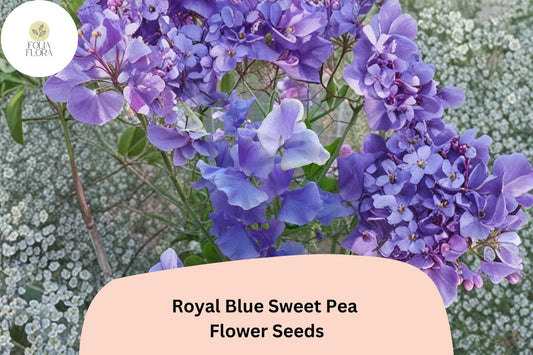 Royal Blue Sweet Pea Seeds | Lathyrus odoratus Climbing Vine (50+ Seeds) for Garden Planting