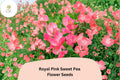 Royal Pink Sweet Pea Seeds | Lathyrus odoratus Climbing Vine (50+ Seeds) for Garden Planting