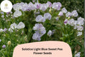 Solstice Light Blue Sweet Pea Seeds | Fragrant Climbing Vine