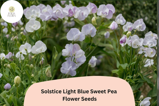 Solstice Light Blue Sweet Pea Seeds | Fragrant Climbing Vine