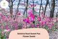 Solstice Rose Sweet Pea Seeds | Lathyrus odoratus Climbing Vine (50+ Seeds) for Garden Planting