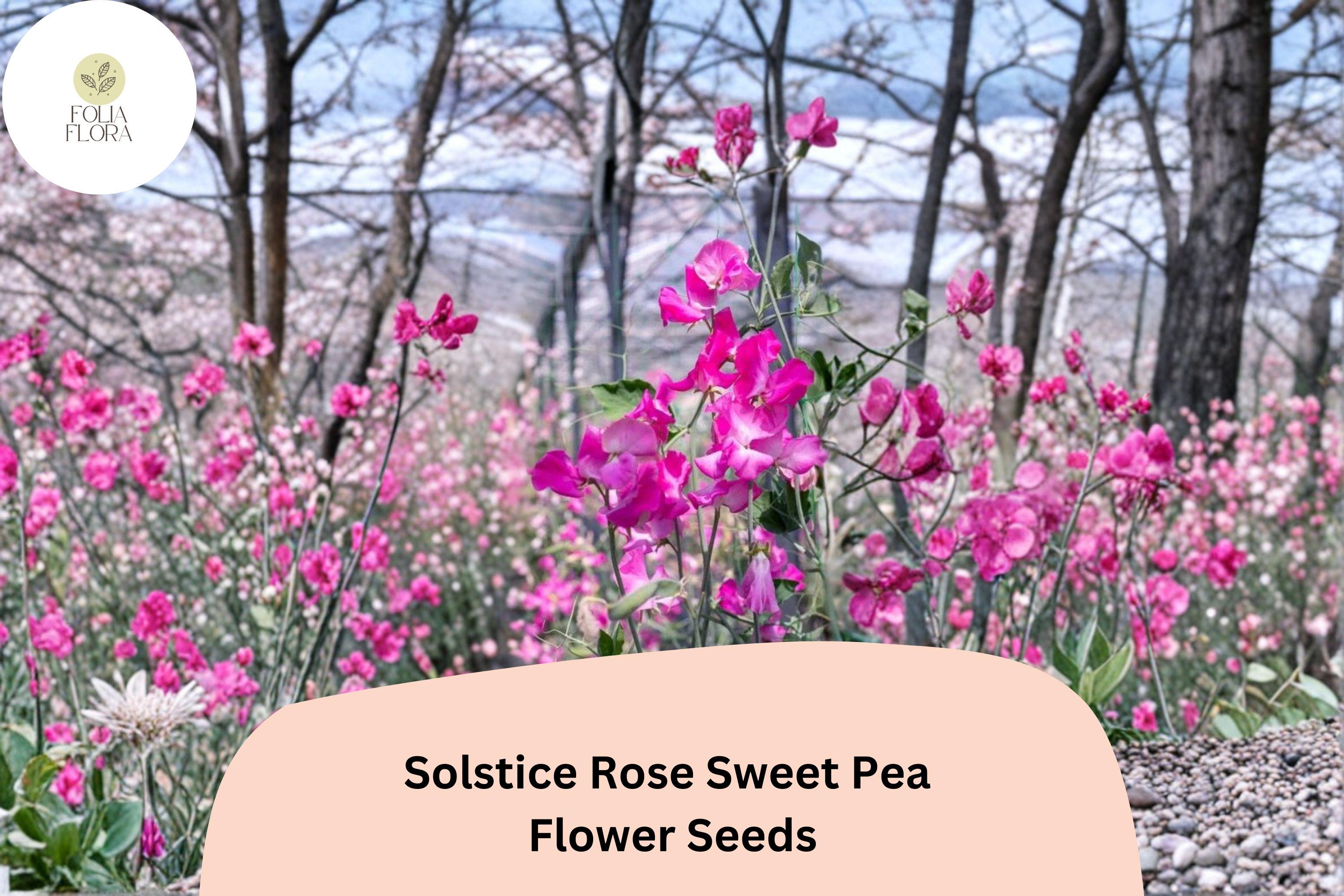 Solstice Rose Sweet Pea Seeds | Lathyrus odoratus Climbing Vine (50+ Seeds) for Garden Planting