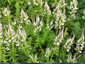 Veronicastrum Virginicum Culver’s Root Seeds – 2,500 Native Prairie Wildflower for Pollinator Gardens and Native Landscaping