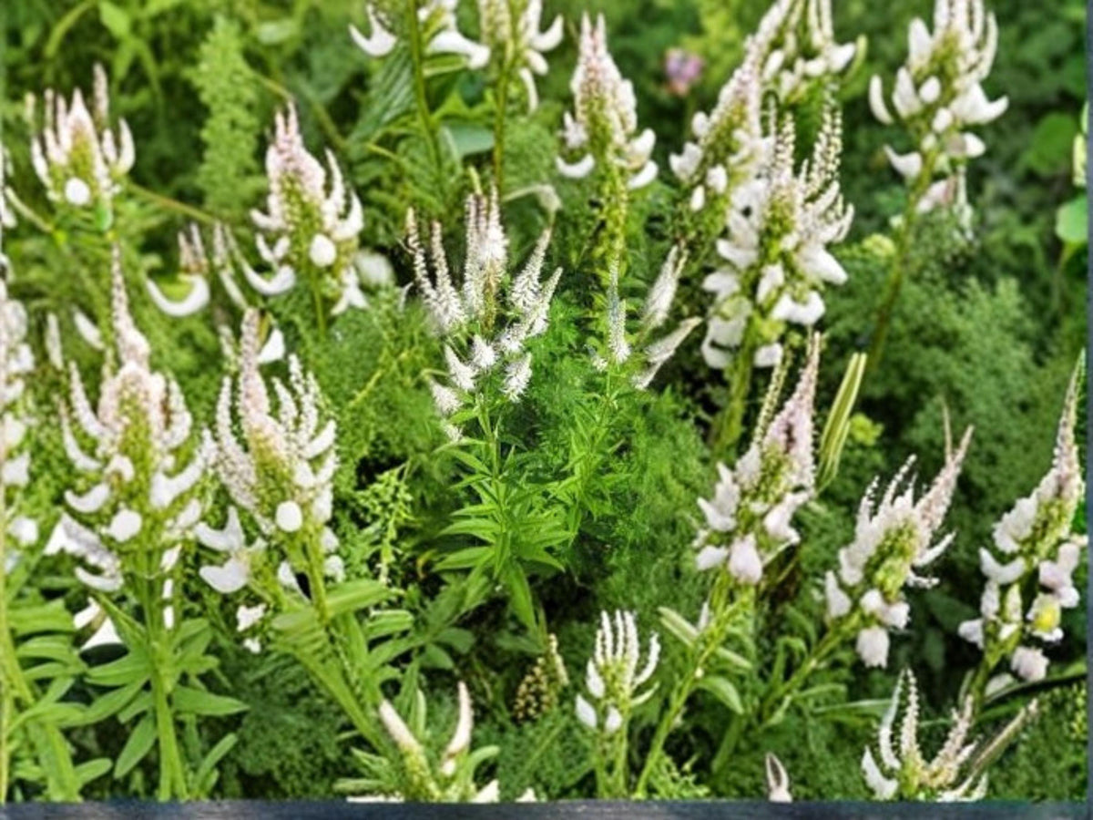 Veronicastrum Virginicum Culver’s Root Seeds – 2,500 Native Prairie Wildflower for Pollinator Gardens and Native Landscaping