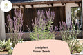 50+ Amorpha canescens Seeds | Lead Plant | Native Perennial Wildflower Seeds for Garden & Prairie Planting