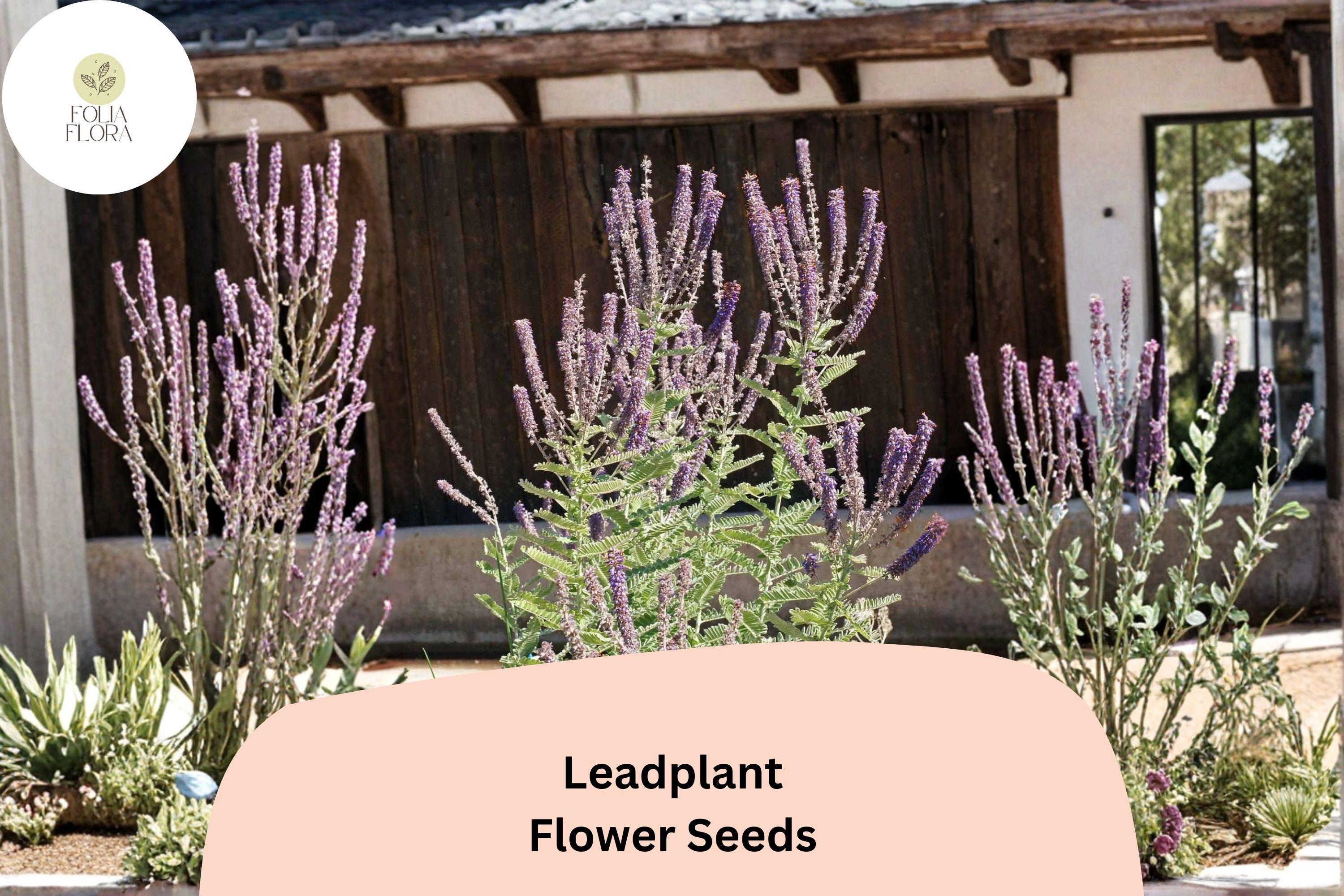50+ Amorpha canescens Seeds | Lead Plant | Native Perennial Wildflower Seeds for Garden & Prairie Planting