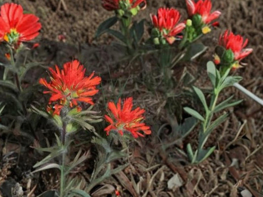 Castilleja angustifolia Indian Paintbrush Seeds – Native Prairie Wildflower, Pollinator-Friendly, Hemiparasitic Perennial, 100 Seeds