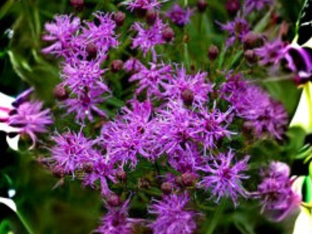 Vernonia angustifolia Tall Ironweed Seeds – Native Perennial Wildflower with Purple Fall Blooms, Pollinator Attractant, 100 Seeds