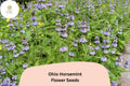 300+ Ohio Horsemint Seeds | Monarda fistulosa | Wild Bee Balm Seeds for Pollinator