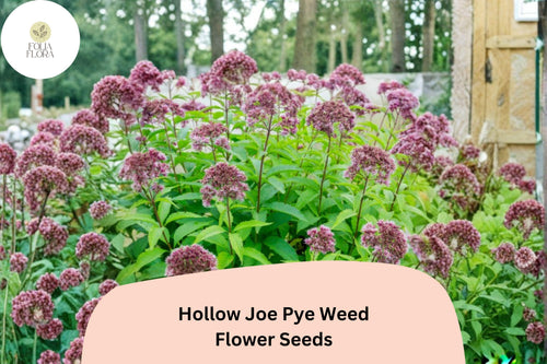 100+ Eutrochium fistulosum Seeds | Hollow Joe Pye Weed | Native Tall Pink Wildflower