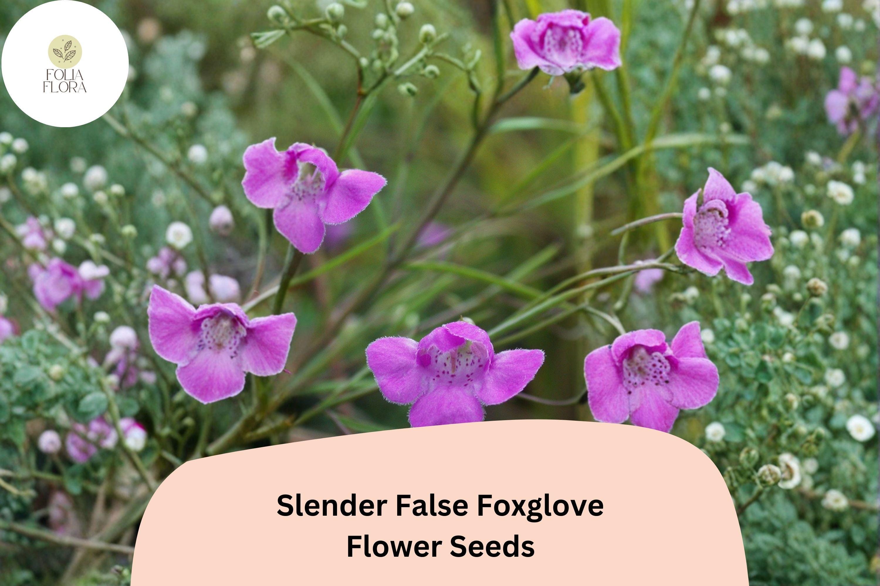 250+ Agalinis tenuifolia Seeds | Slender False Foxglove | Native Pink Wildflower Seeds for Prairie Gardens
