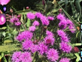 Vernonia noveboracensis New York Ironweed Seeds – Native Perennial Wildflower with Purple Fall Blooms, Pollinator Magnet, 100 Seeds