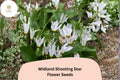 Dodecatheon meadia Seeds (Midland Shooting Star) | 100 Native Wildflower Seeds for Garden Planting