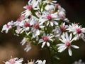 Symphyotrichum lateriflorum Calico Aster Seeds – Native Wildflower for Pollinator Gardens, Meadow, and Naturalized Landscapes