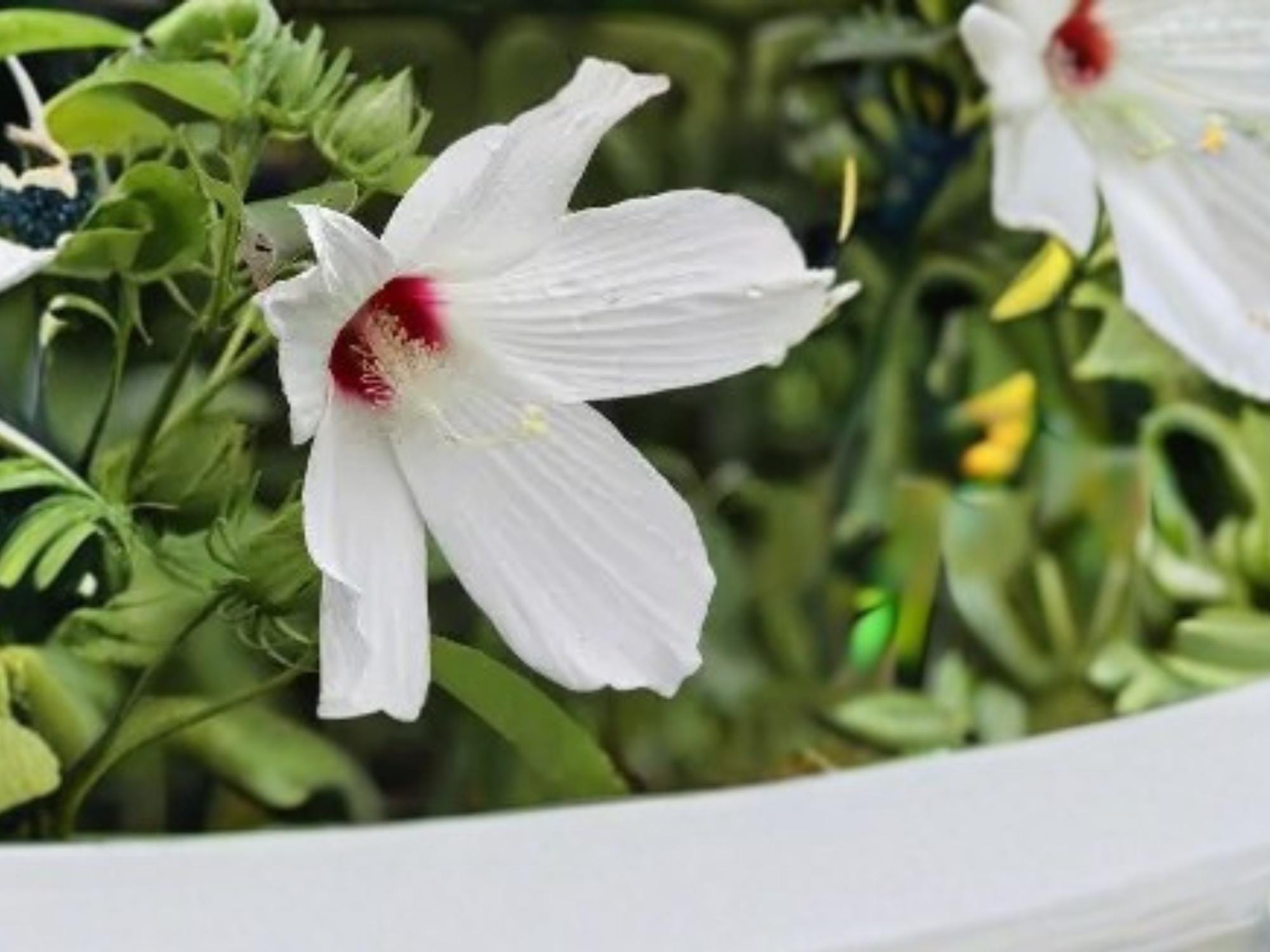 Hibiscus Moscheutos Seeds – Swamp Rose Mallow Hardy Perennial Flower, Native Pollinator Plant, 30 Seeds