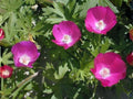 Decurrent False Aster Seeds 500 Count | Native Wildflower Boltonia decurrens for Prairie Gardens & Pollinator Habitats