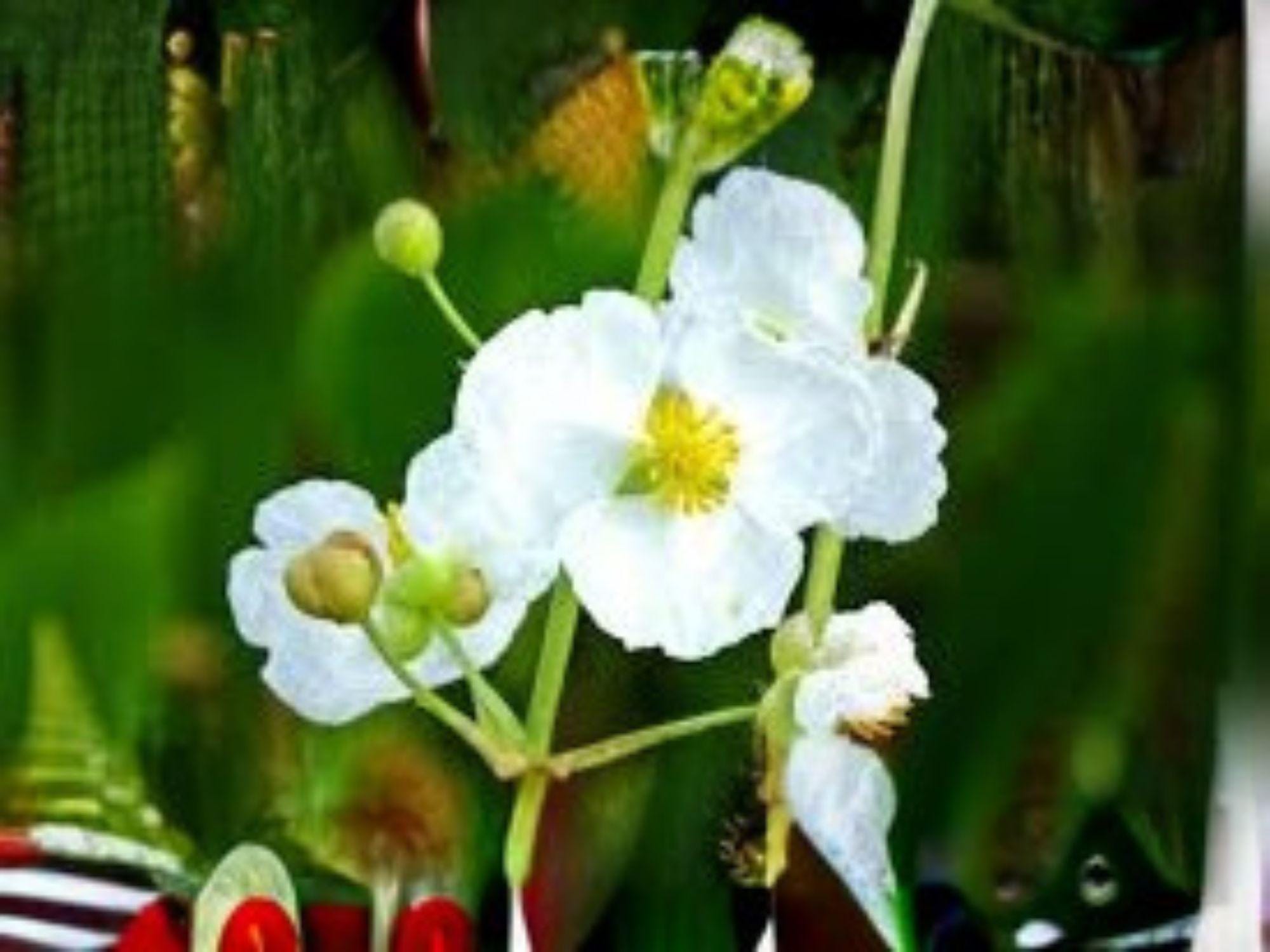 Evening Primrose Seeds (Oenothera biennis) – Native Wildflower for Pollinator Gardens & Wildlife Habitats, Bright Yellow Blooms