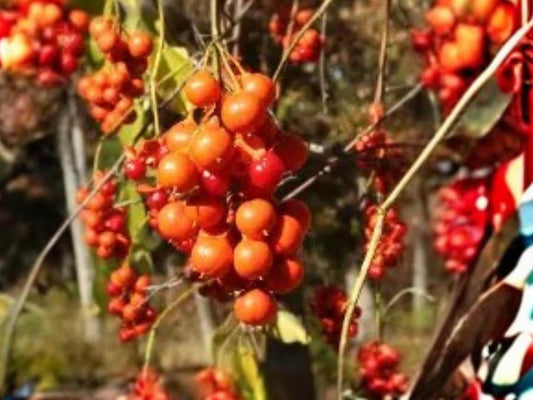 Celastrus scandens American Bittersweet Vine Seeds – Native Climbing Plant with Orange Berries, Hardy Perennial for Wildlife Gardens