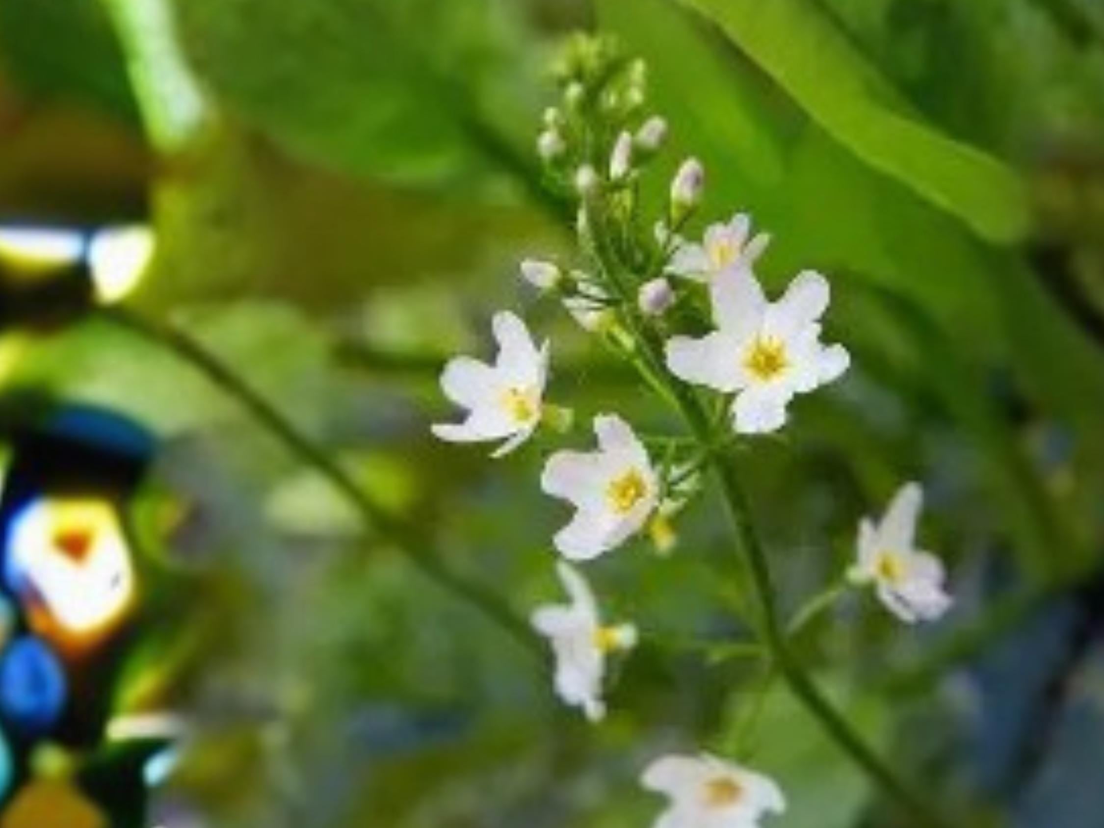 Alisma Triviale – Large-flowered Water Plantain Seeds | Native Aquatic Plant for Ponds & Wetlands | 300 Seeds