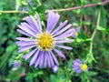 Swamp Aster Seeds, Symphyotrichum puniceum, 350 Native Wildflower Seeds for Wet Areas, Rain Gardens & Pollinator Support