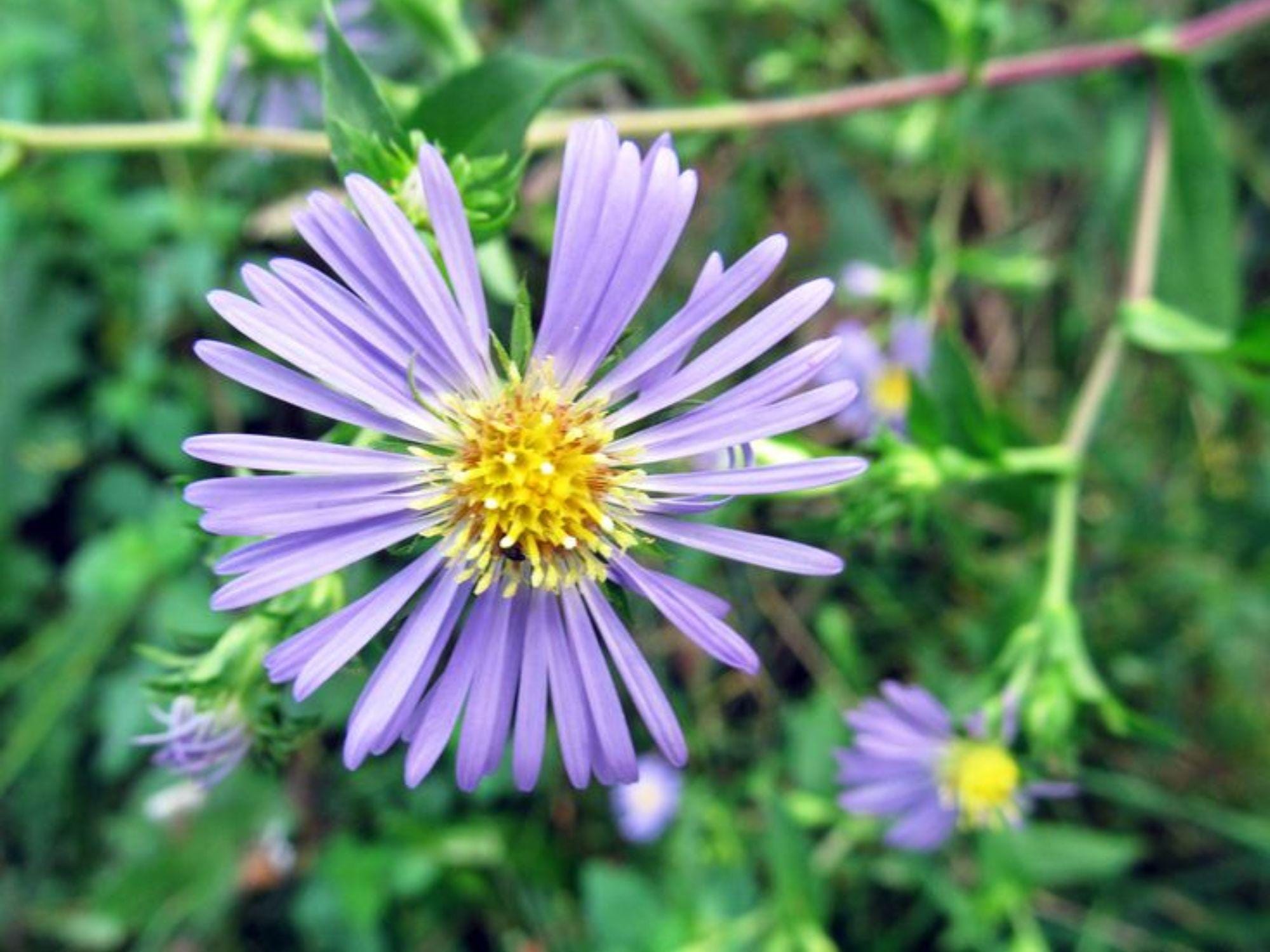 Swamp Aster Seeds, Symphyotrichum puniceum, 350 Native Wildflower Seeds for Wet Areas, Rain Gardens & Pollinator Support
